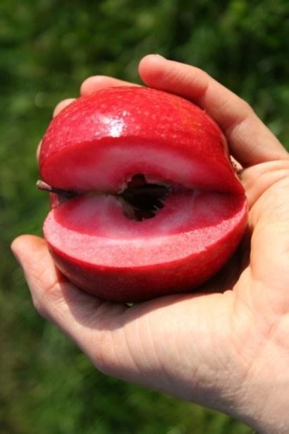 Яблоня красномясая Редлав Одиссо | Malus domestica Redlove Odysso | Яблуня червоном’яса Редлав Одіссо